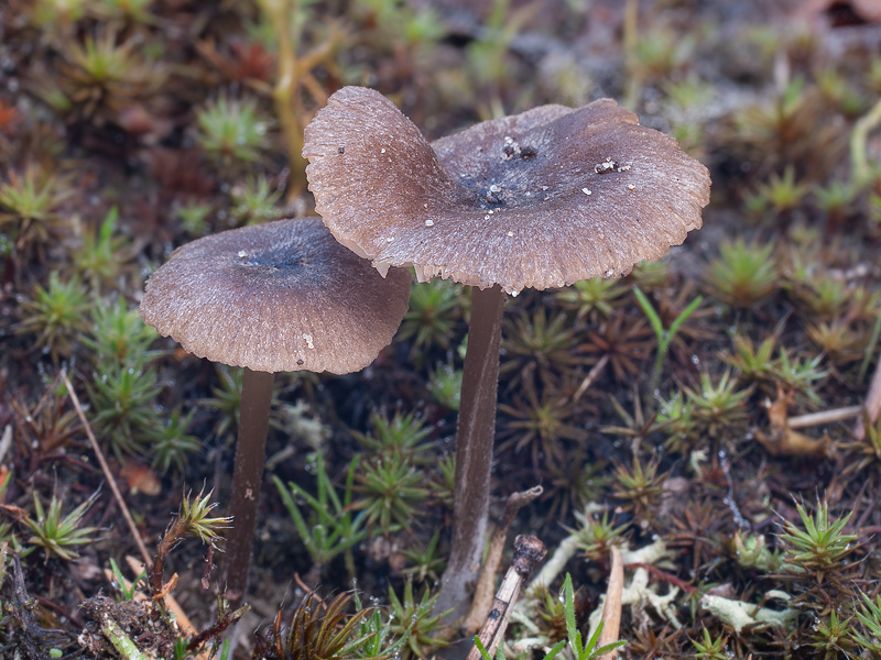 Entoloma defibulatum